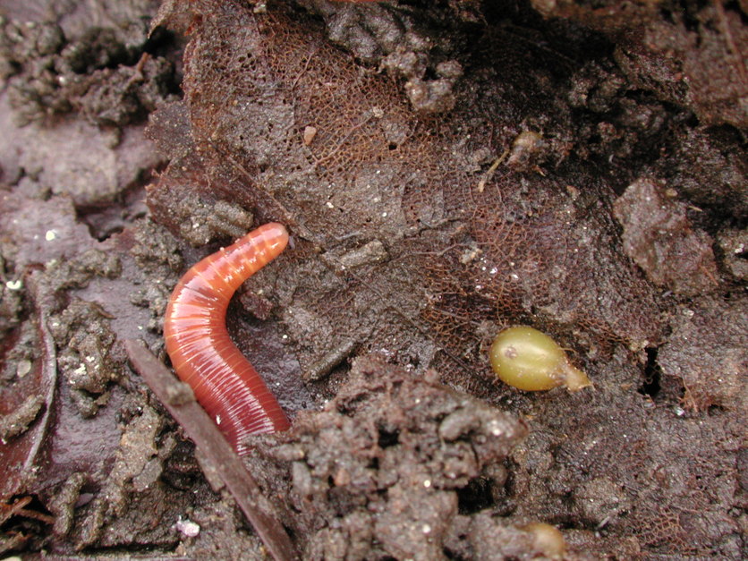 Tiger worm (Eisenia fetida) head and cocoon in garden leaves