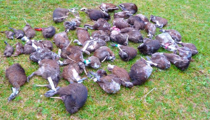 Large number of kiwi killed by dogs and cars on grass.