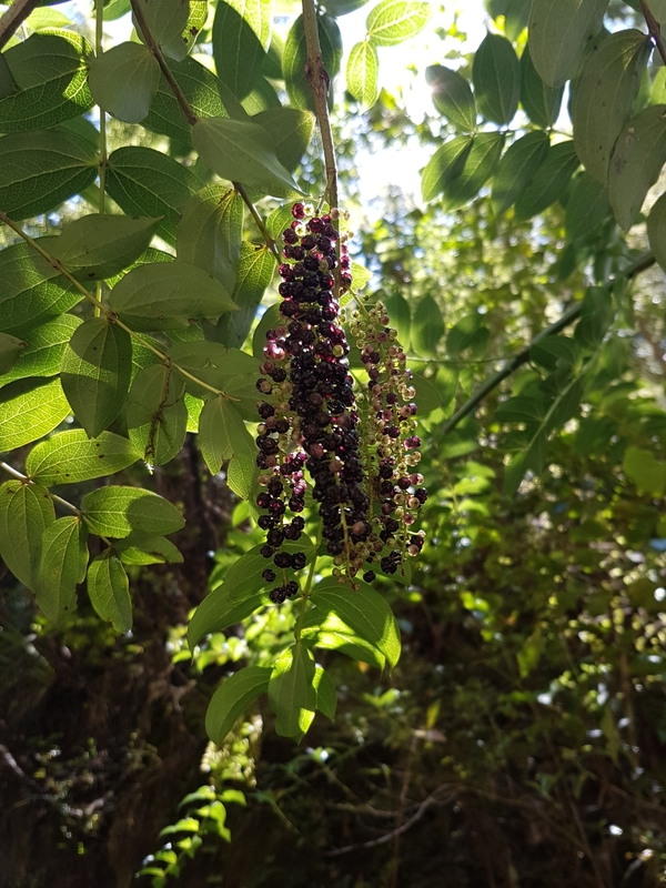 Tutu berries (Coriaria arborea), New Zealand