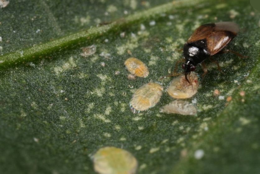 An adult pirate bug (Orius vicinus) feeding on a psyllid nymph.