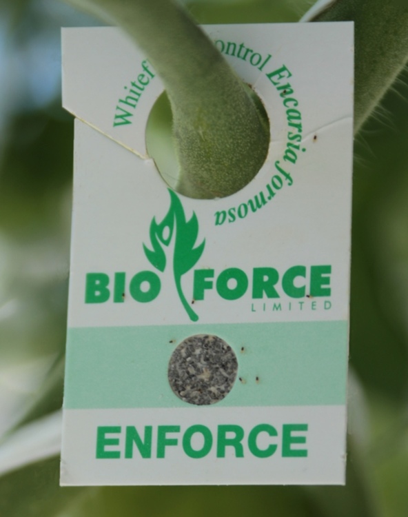 Bioforce Enforce™ cardboard tag hanging from plants.
