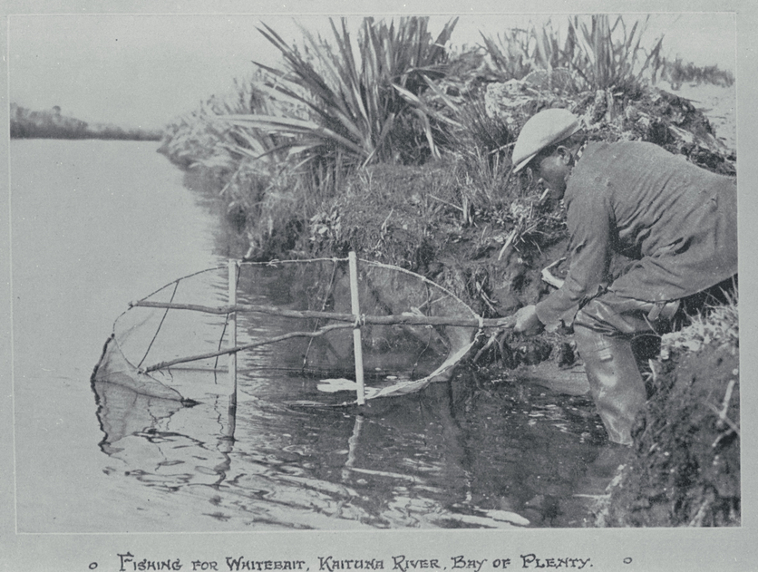 1931 photo of whitebaiter with net on the Kaituna River, NZ