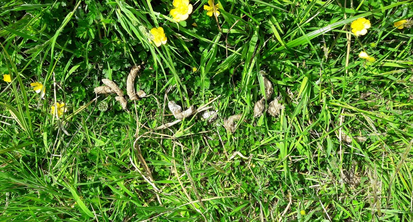 Takahē poo on grass, the row of droppings is called a latrine. 