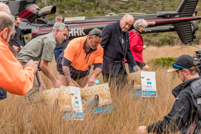 Takahē being released into the wild, upper South Island in 2018