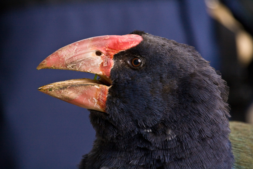 A takahē’s strong beak.