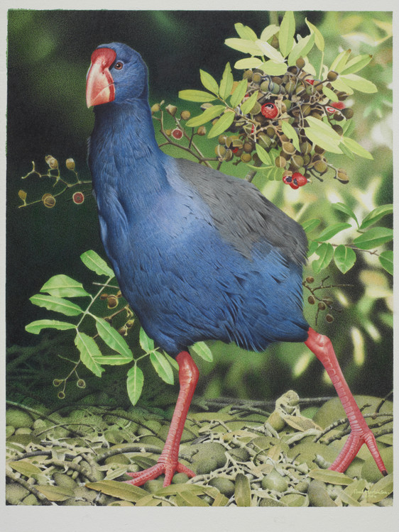 Watercolour painting by Paul Martinson of North Island takahē.