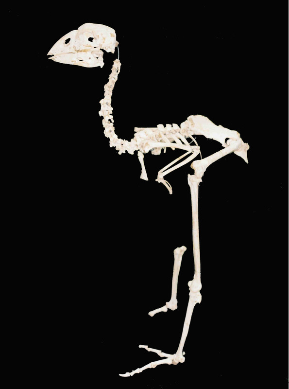 Skeleton of North Island takahē (Porphyrio mantelli).