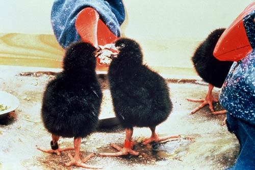 Takahē chicks in older captive rearing program, with puppet.