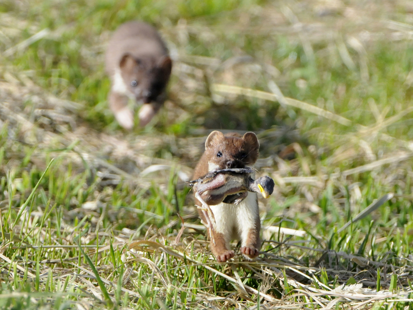 Two Stoats running across grass one with bird in it's mouth.
