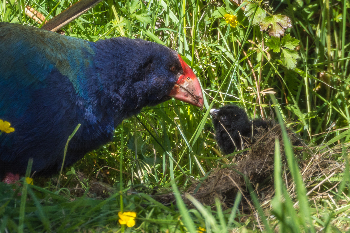 Takahē with chick — Science Learning Hub