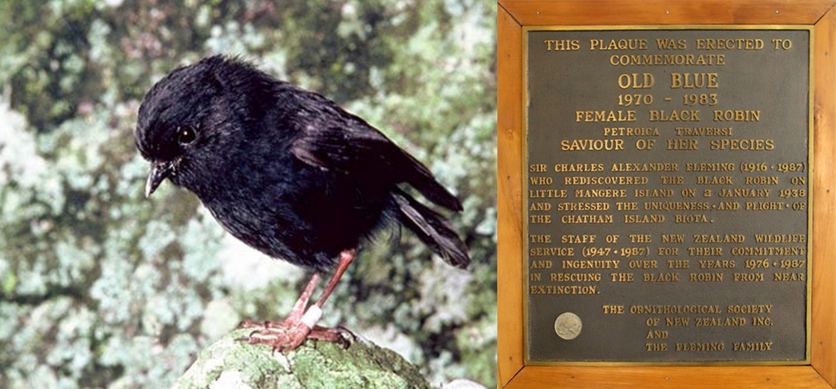 New Zealand’s black robin the female Old Blue and plaque. 