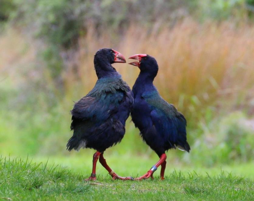 Takahe Bird