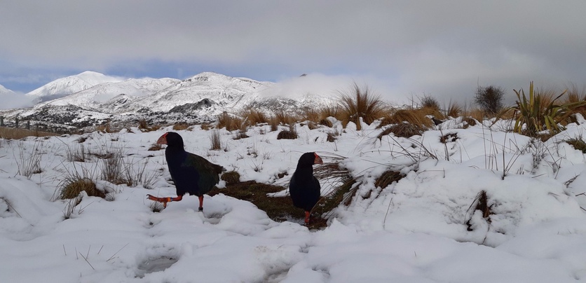 Two takahē amongst the snow of Fiordland’s Murchison Mountains.