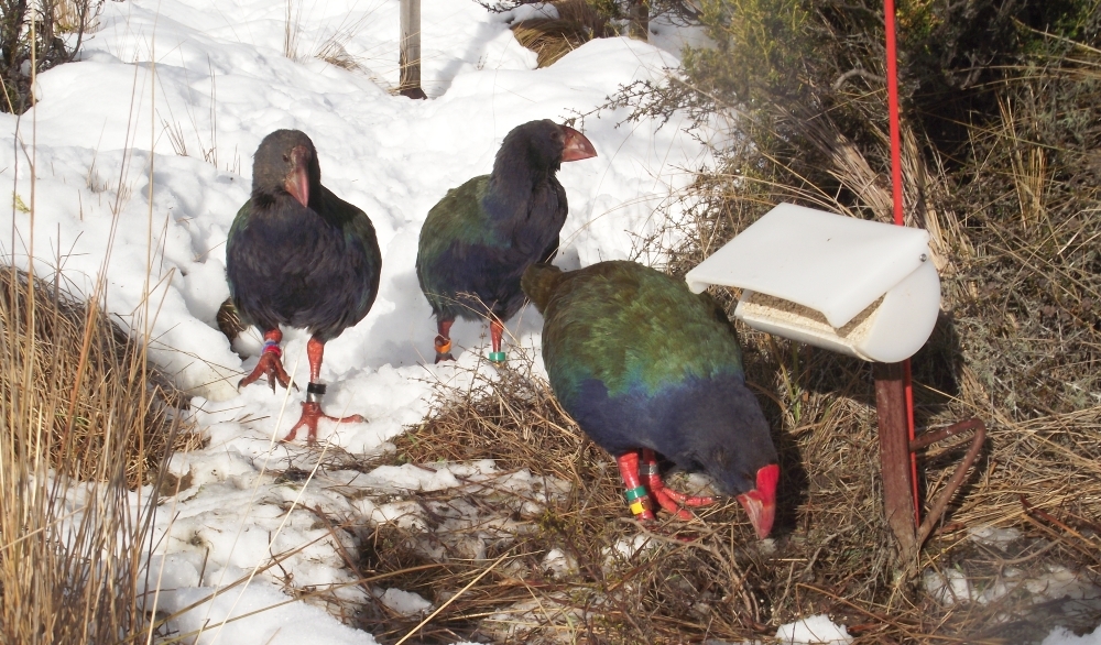 Three young takahē in snowy tussock by a feeding station. 