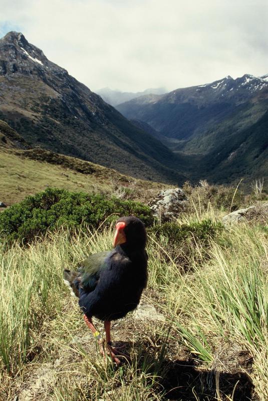 Adult South Island takahe in Takahe Valley, Murchison Mountains.