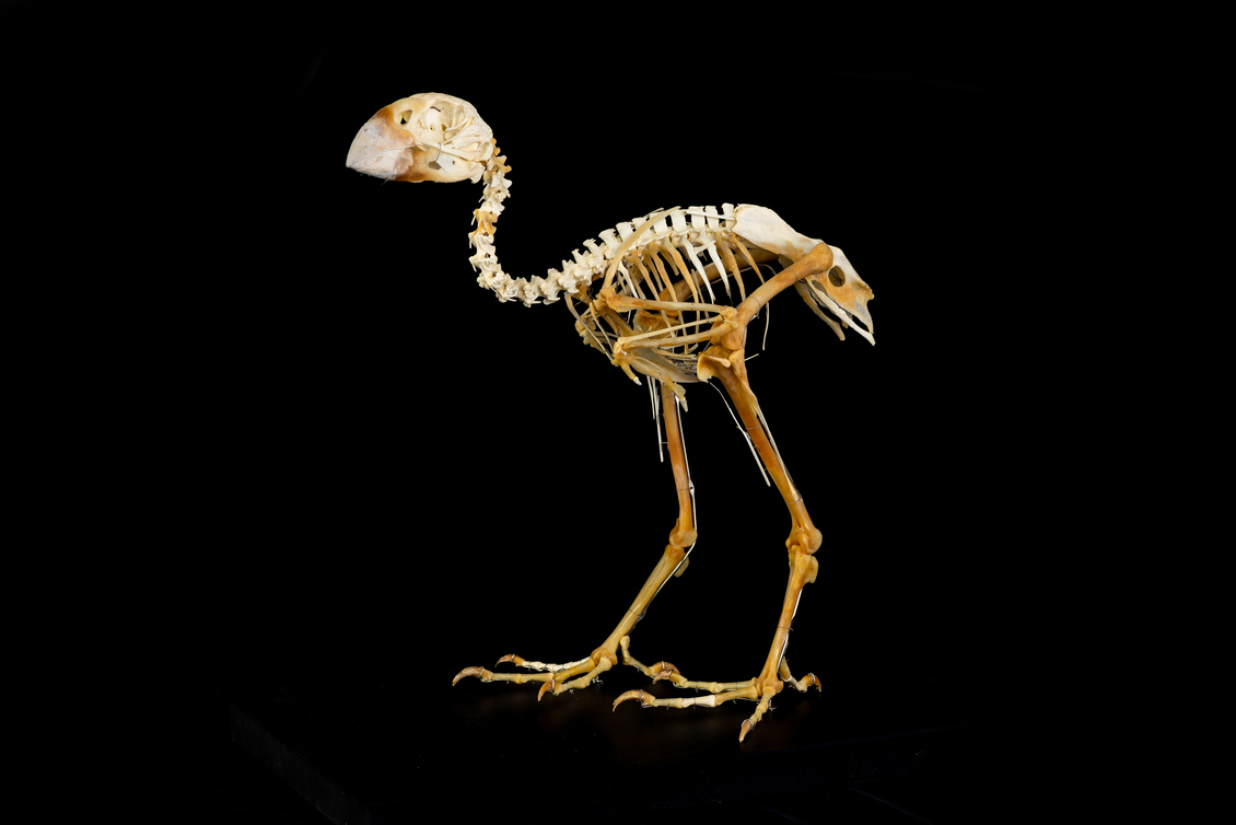 Skeleton of a South Island takahē (Porphyrio hochstetteri). 