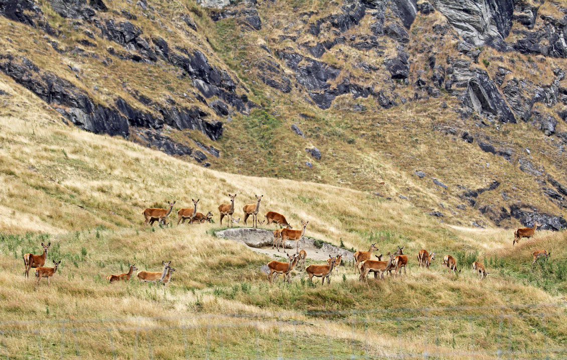 Heard of red deer on Murchison Mountains.
