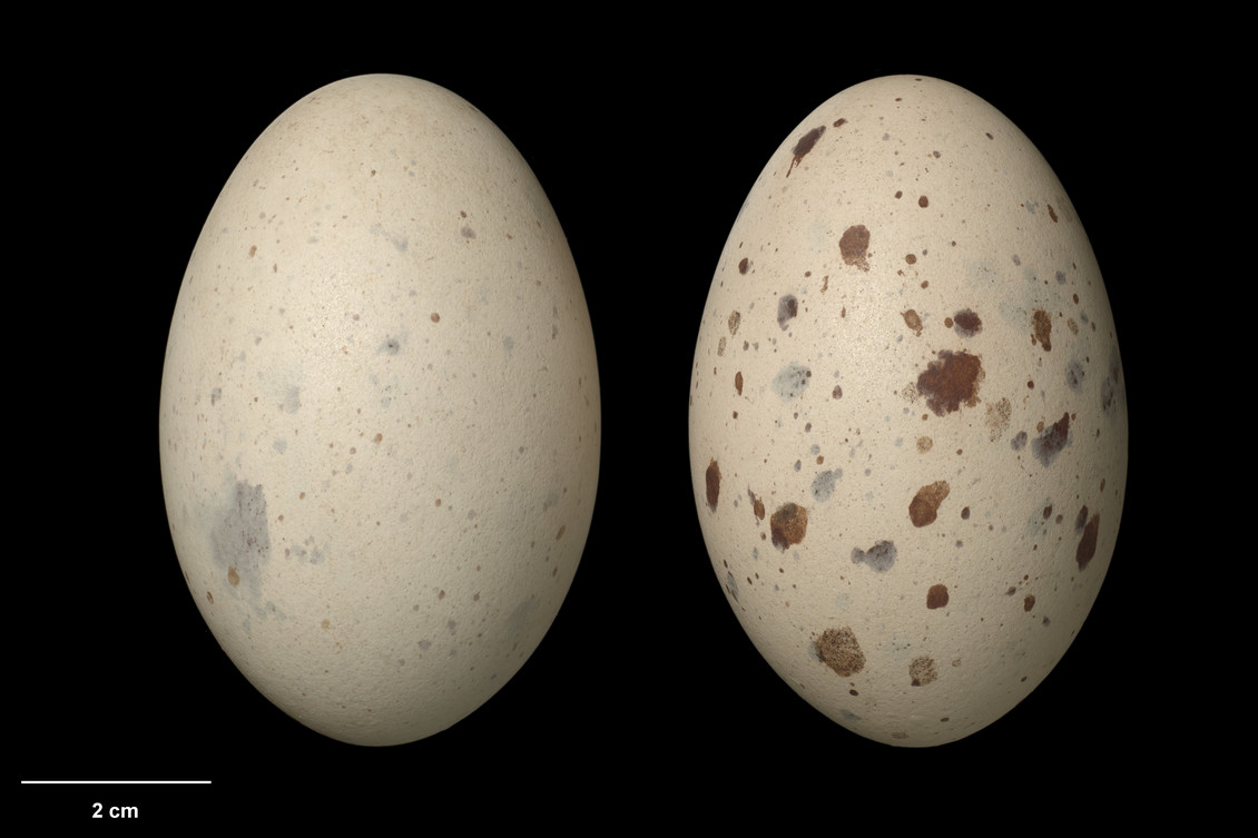 Two South Island takahē eggs on a black background.
