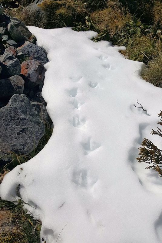 Footprints of takahē in the snow.