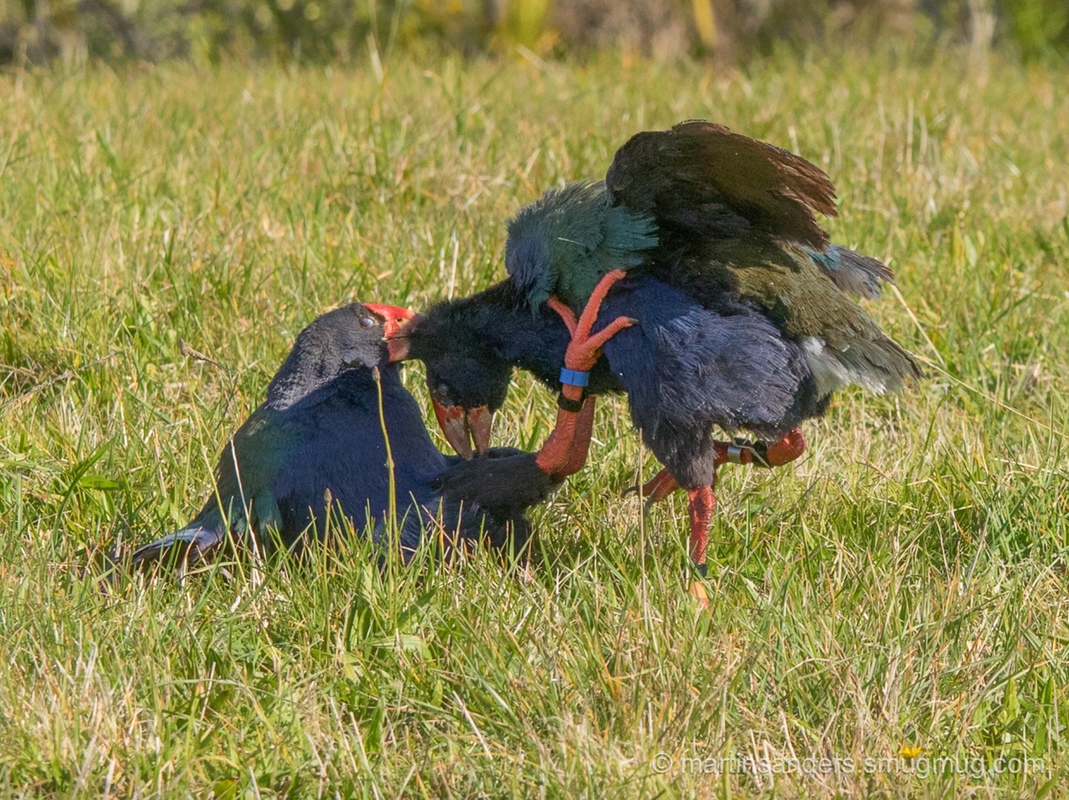 Adaptation — Science Learning Hub