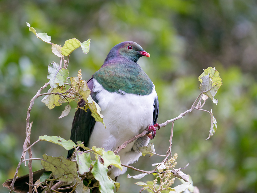 Kererū (Hemiphaga novaeseelandiae) perched on a rangiora tree.