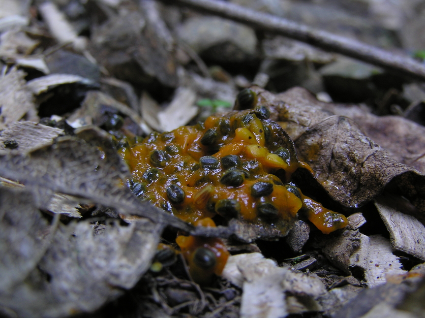 Kererū droppings on the forest floor with seeds in them. 