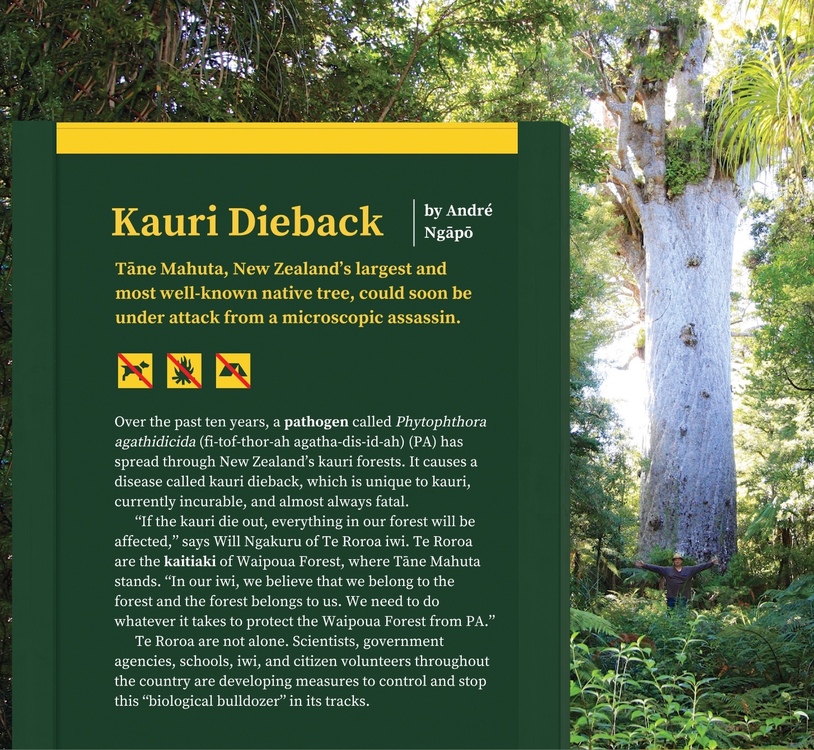 2017 Connected journal article: 'Kauri dieback'