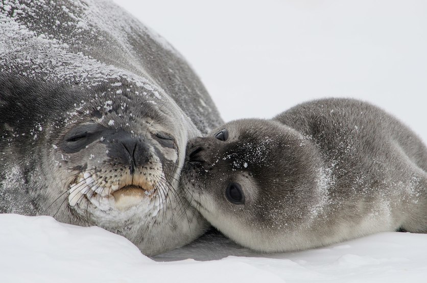 Weddell seal (Leptonychotes weddellii) and her young pup