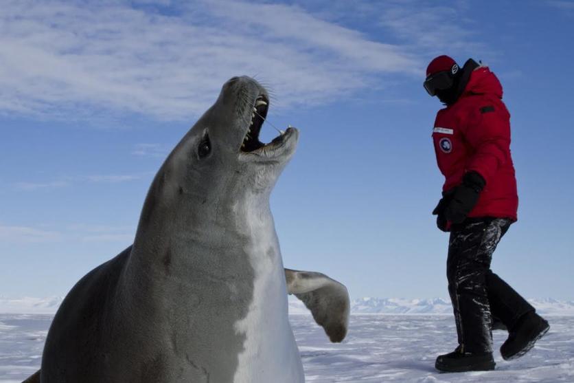 Scientist Dr Michelle LaRue with a crabeater seal in Antarctica.