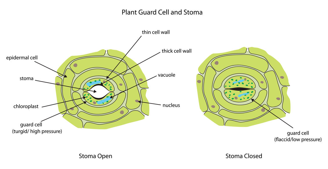 Labeled diagram showing plant stoma open and closed.