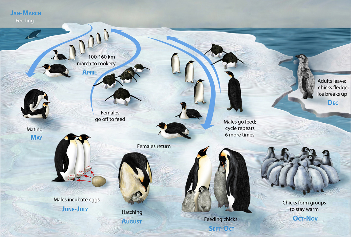 A diagram showing the life cycle of emperor penguins. 