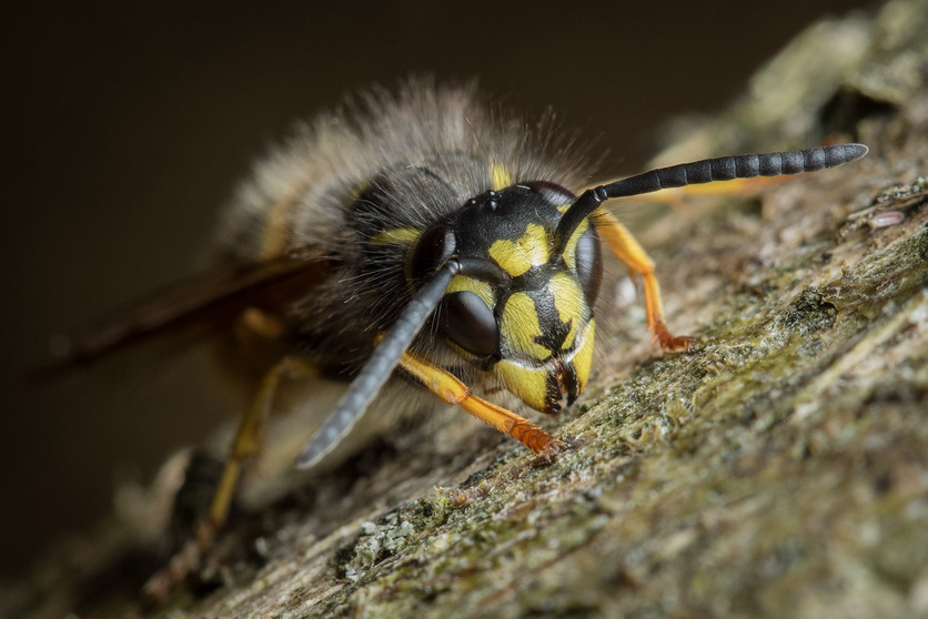 Close up photo of a common wasp (Vespula vulgaris) on a tree.