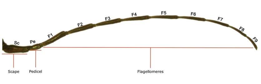 Diagram typical insect antenna: scape, pedicel and flagellomeres