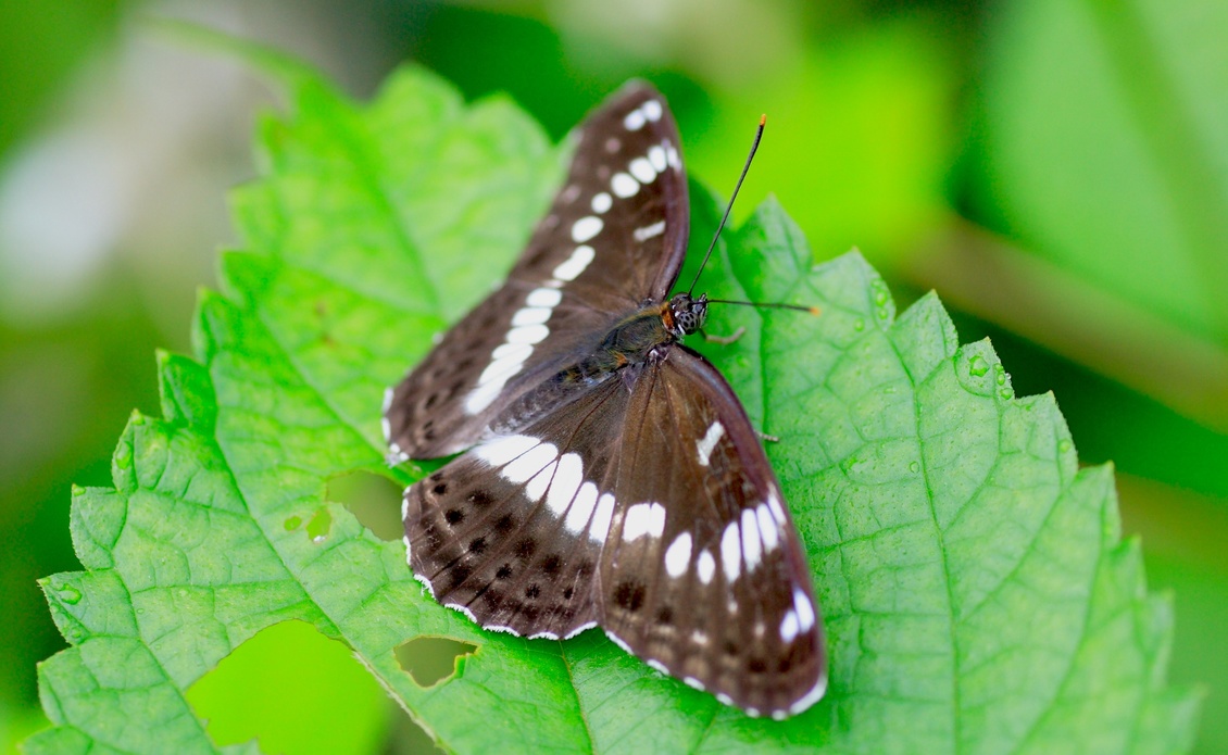 Honshu white admiral butterfly on a leaf.