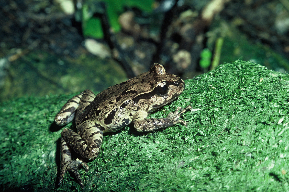 Native Maud Island frog on a moss covered rock.