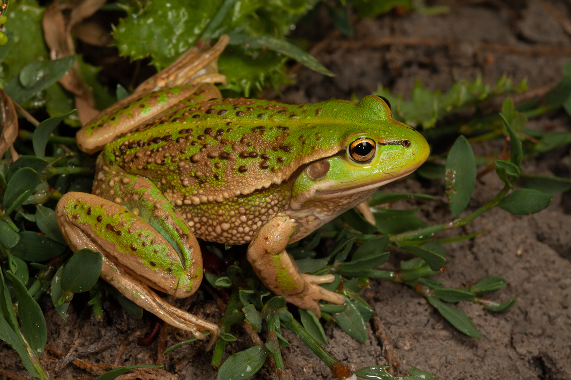 The southern bell frog (Litoria raniformis).