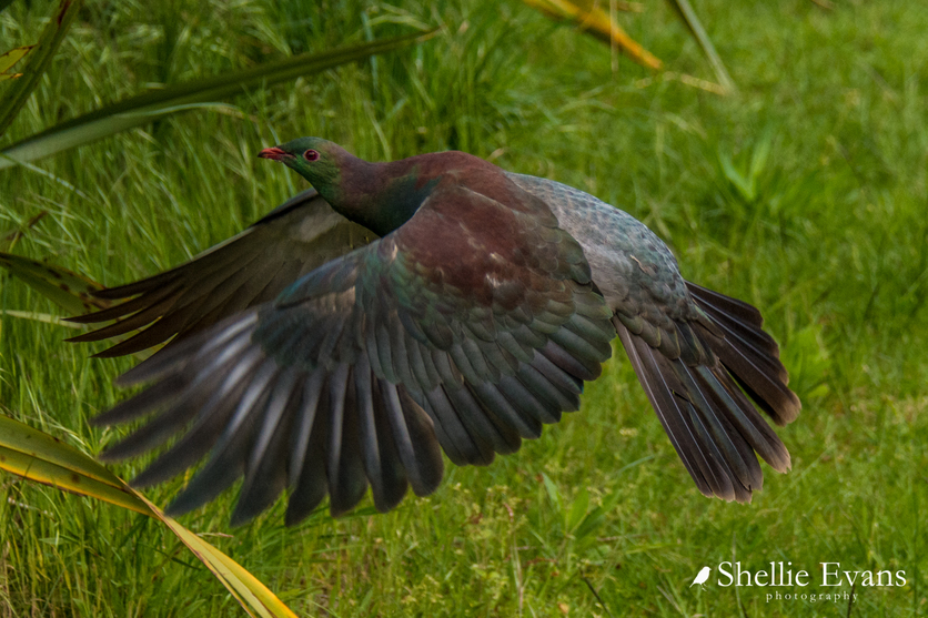 Kererū (Hemiphaga novaeseelandiae) in flight