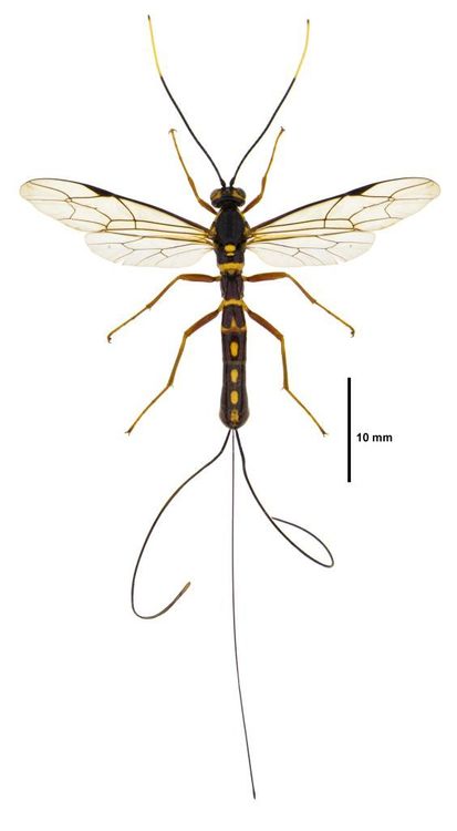 A female Certonotus fractinervis wasp on white background.