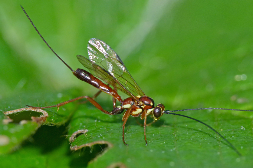 Close up of a female Lissonota wasp raising her ovipositor.