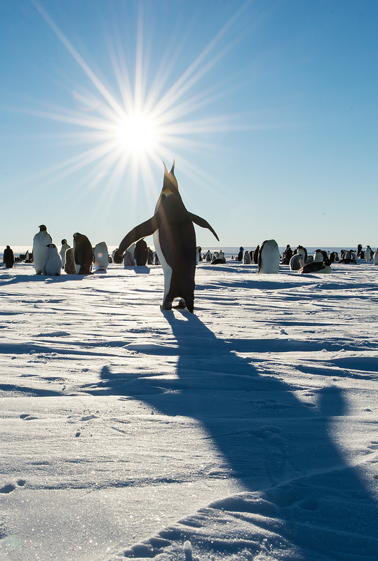 Emperor Penguins on the ice, with shadow from sun. 