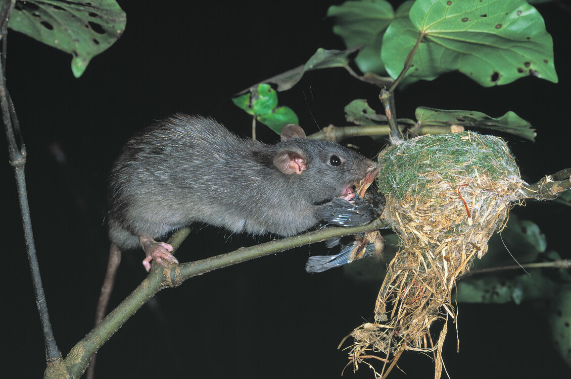 Rat attacking a fantail/pīwakawaka in it's nest.