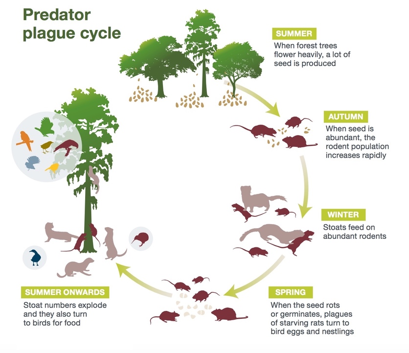 Diagram of the predator plague cycle. 
