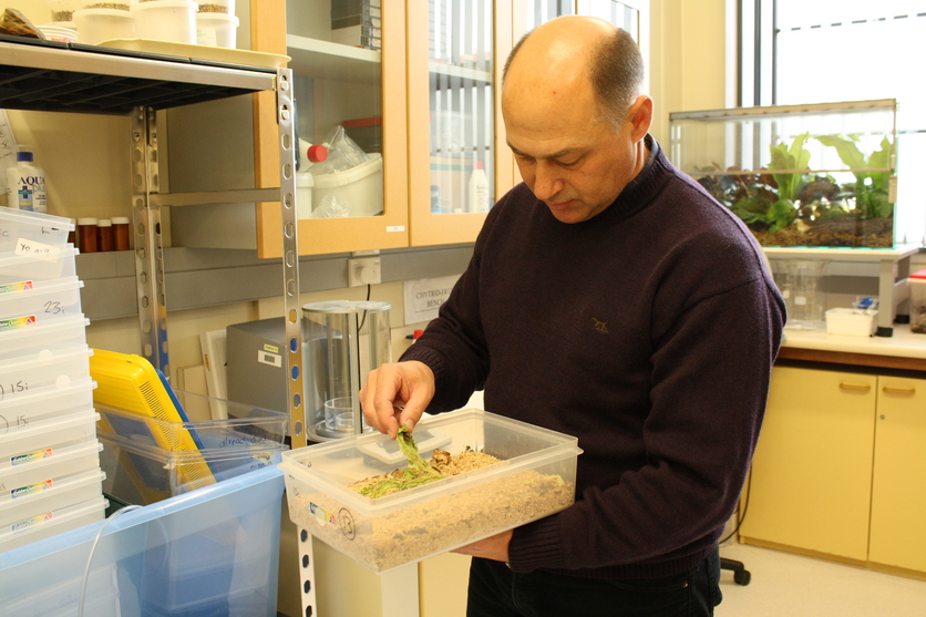 Dr Phil Bishop working in one of the frog research laboratories.