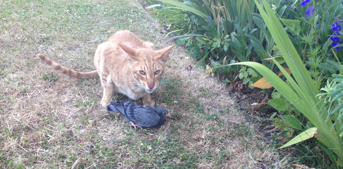 Domestic cat on lawn with a bird.