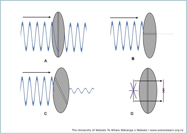 Light wave passing through a polarising filter — Science Learning Hub