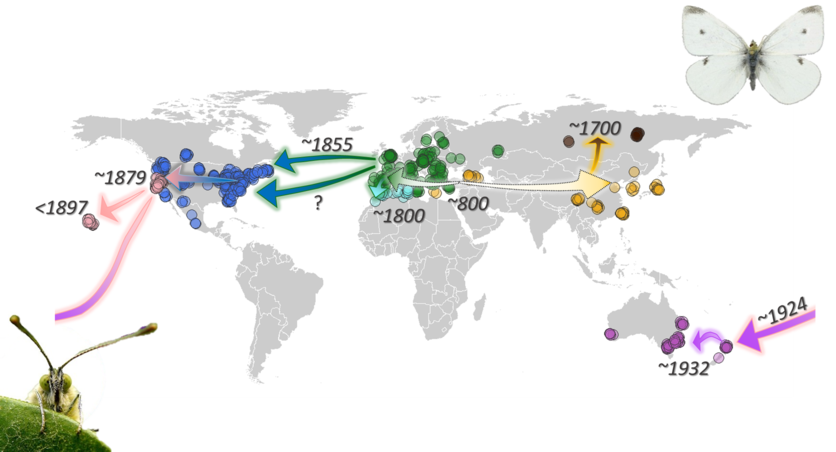 Pieris rapae butterfly species spread throughout the world map