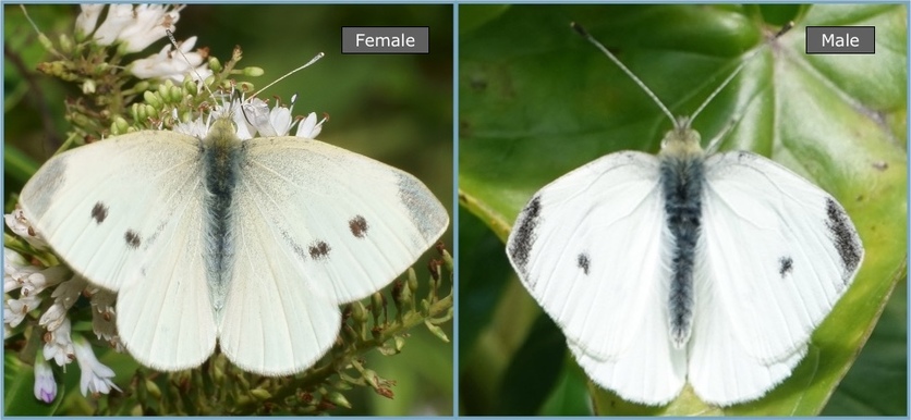 Two images: a Female and a male white butterflies showing wings.