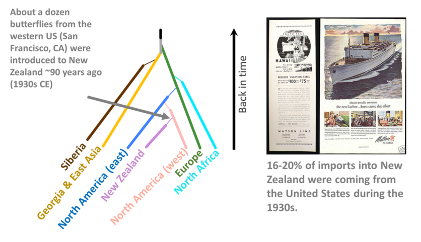 Imfographic showing how Pieris rapae butterfly arrived in NZ