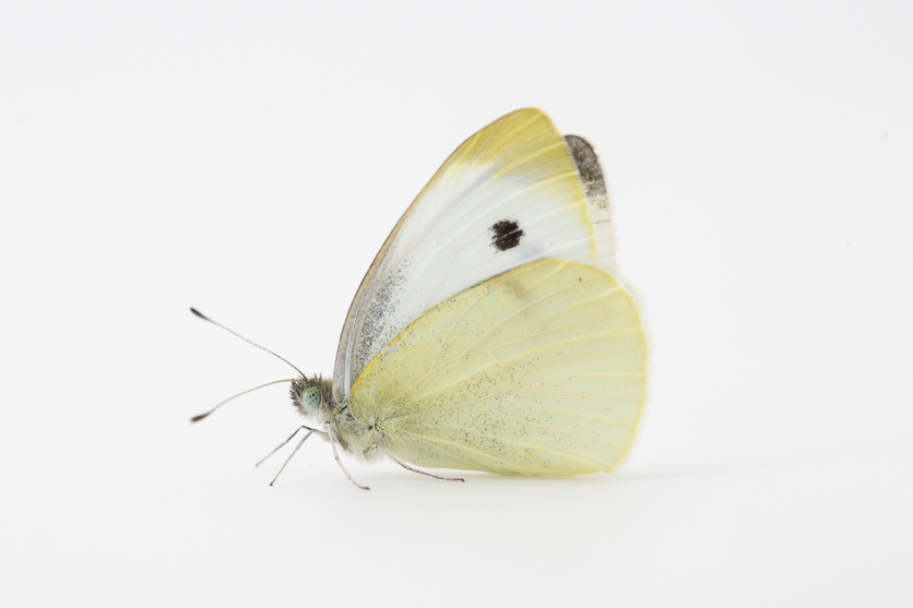 Pieris rapae butterfly on white background.