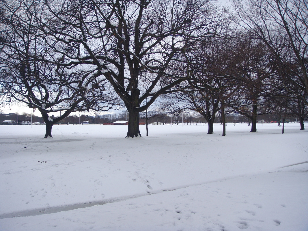 Hagley Park in central Christchurch blanketed in snow.